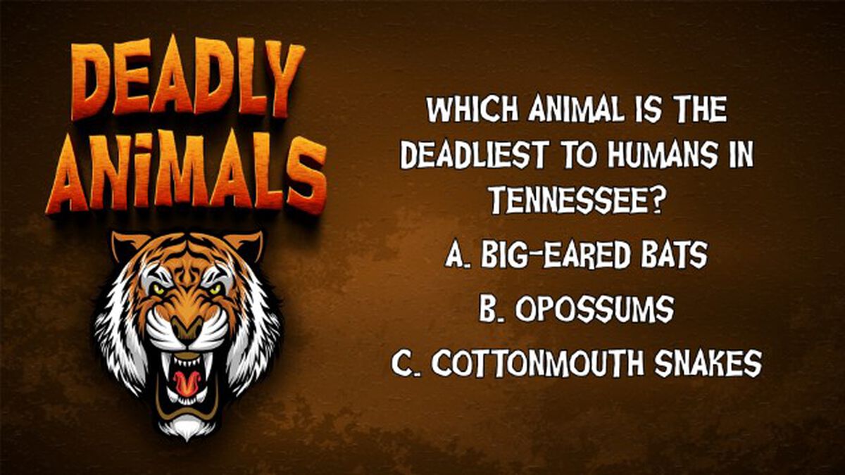 Deadly Animals Round Two image number null
